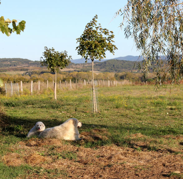 Montagne des Pyrénées dans l'Aude.