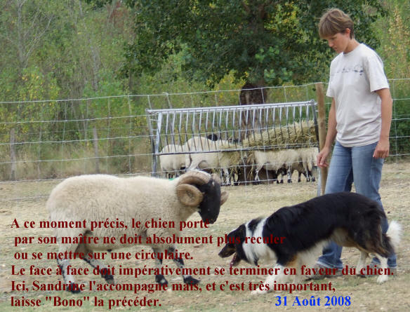 Dressage du Border collie