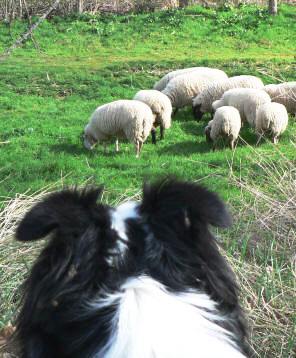 dressage, élevage de chiens border collie dans le sud de la france