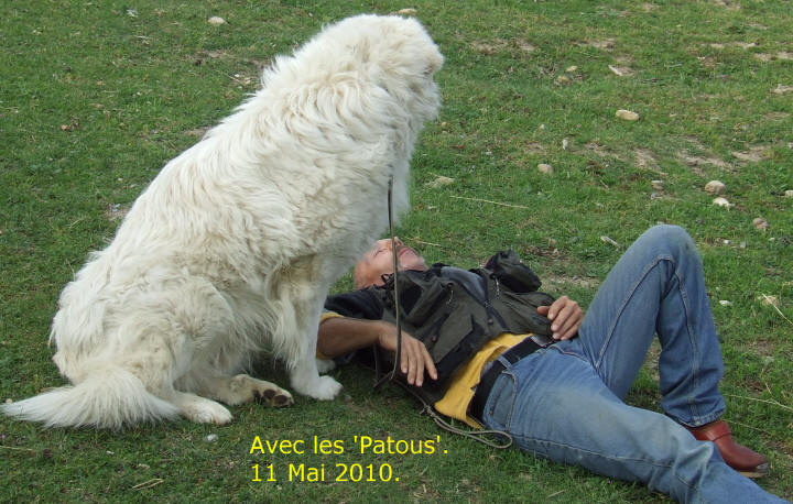 patou, chien de protection dans l'aude
