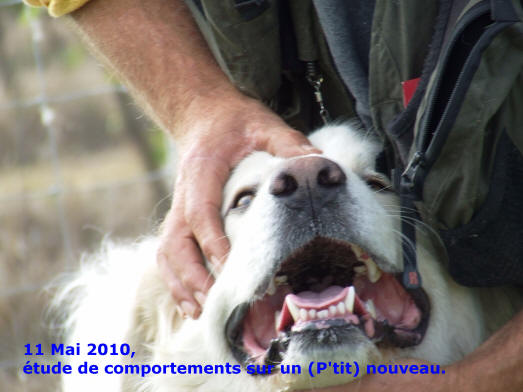 Le chien de protection en midi Pyrénées.